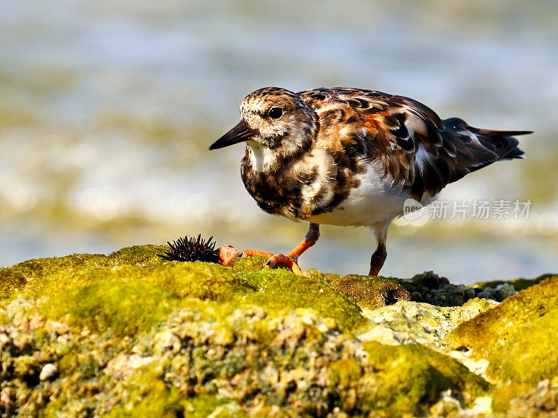 红润的turnstone (Arenaria解释)正在吃海胆